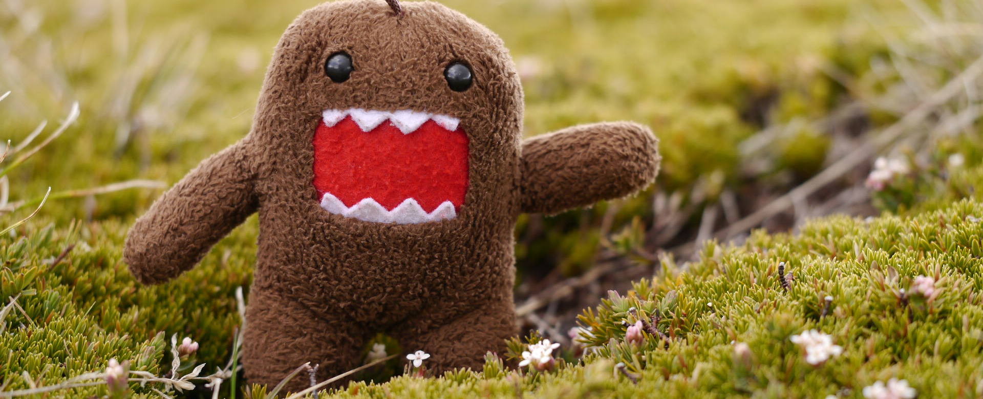 Domo kun in the field